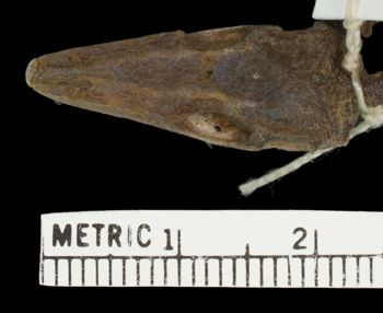 Media type: image;   Herpetology R-6227 Aspect: head dorsal